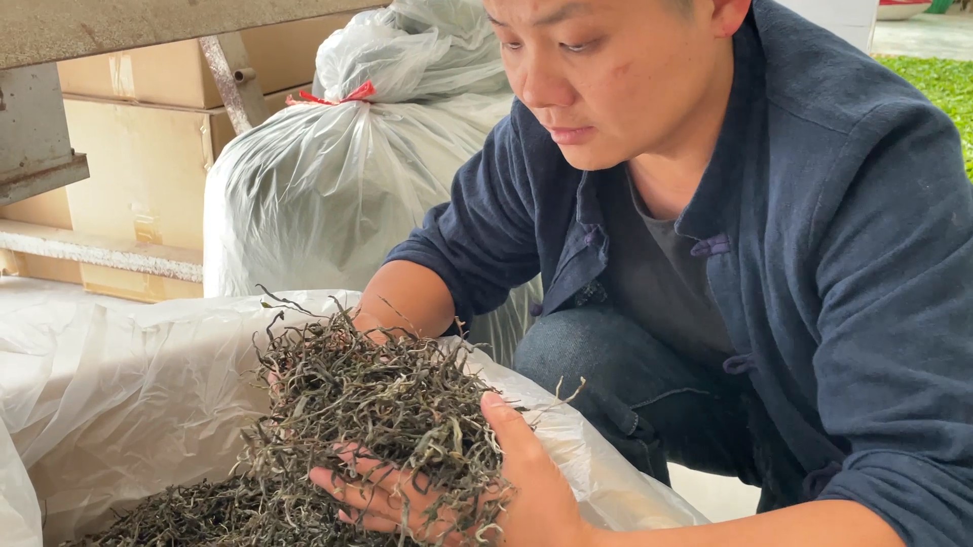 哪个月采摘的普洱茶品质？——探究普洱茶采摘时间