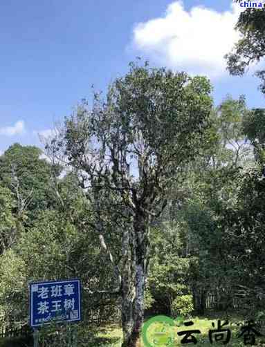 冰岛与老班章：两者差异一览，助你全面了解两大旅游胜地