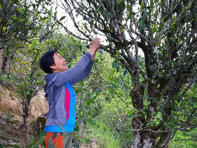 珍贵稀有的普洱茶，收藏与品鉴的完美结合