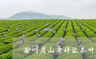 峨眉山茶叶推荐：好喝又便宜的品种有哪些？如何选购和品尝？