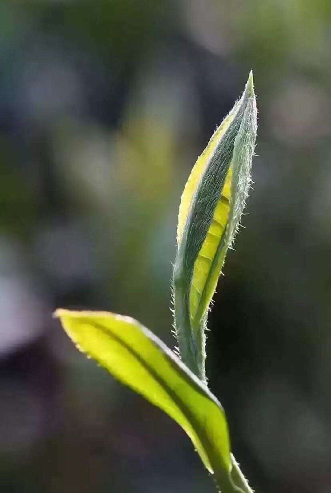 普洱茶存放时间长短的影响：科学解读与品饮体验