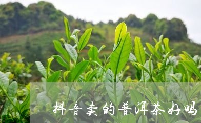 抖音卖普洱茶靠谱吗