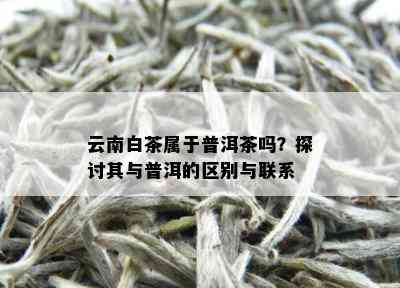 云南白茶与普洱茶的区别：解析两种茶叶的异同