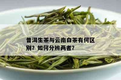 云南白茶与普洱茶的区别：解析两种茶叶的异同