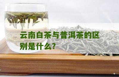 云南白茶与普洱茶的区别：解析两种茶叶的异同