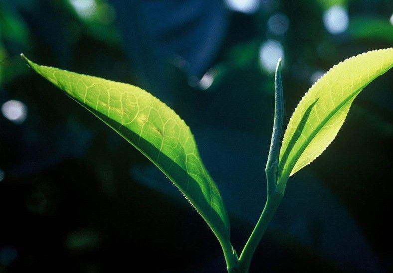 普洱茶压饼后的晾干时间：了解制作过程与干燥周期的详细指南