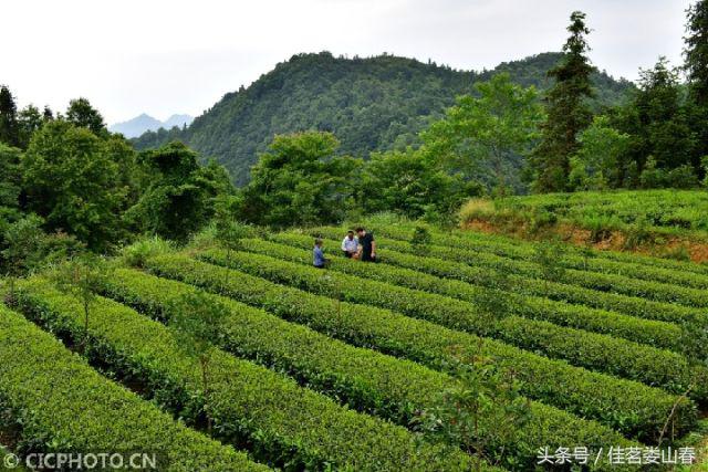 新 深山部落的有机茶叶：品质、口感与生态价值的完美结合