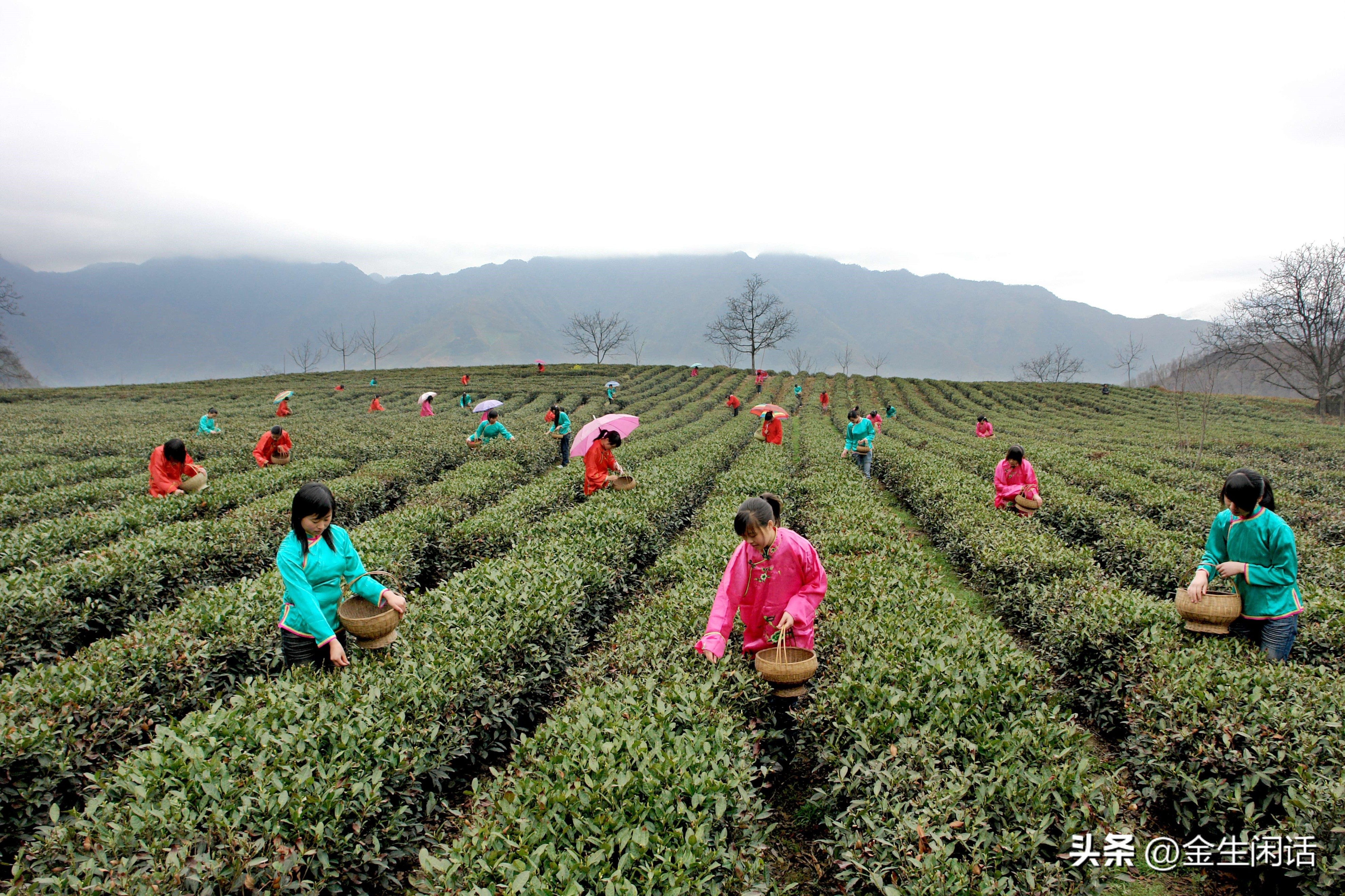 新 深山部落的有机茶叶：品质、口感与生态价值的完美结合