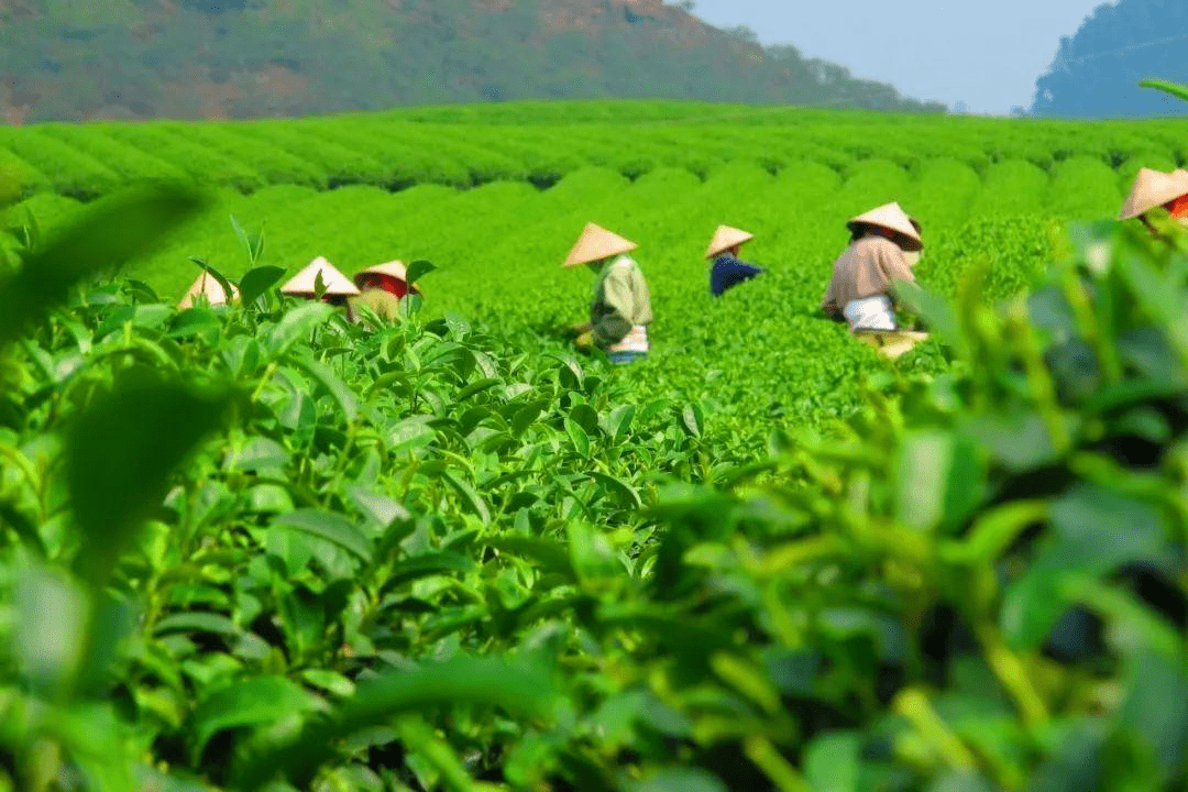 云南深山部落茶业的茶怎么样？