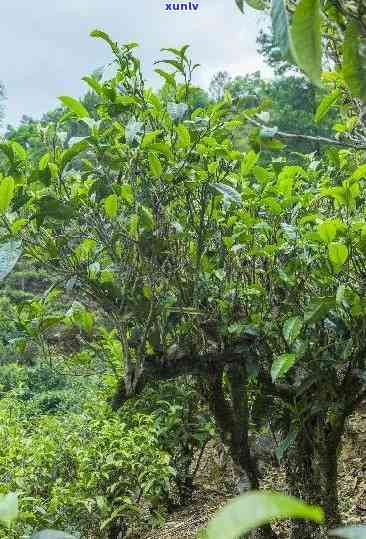 御茗阁茶品：探索古树茶的魅力与品种