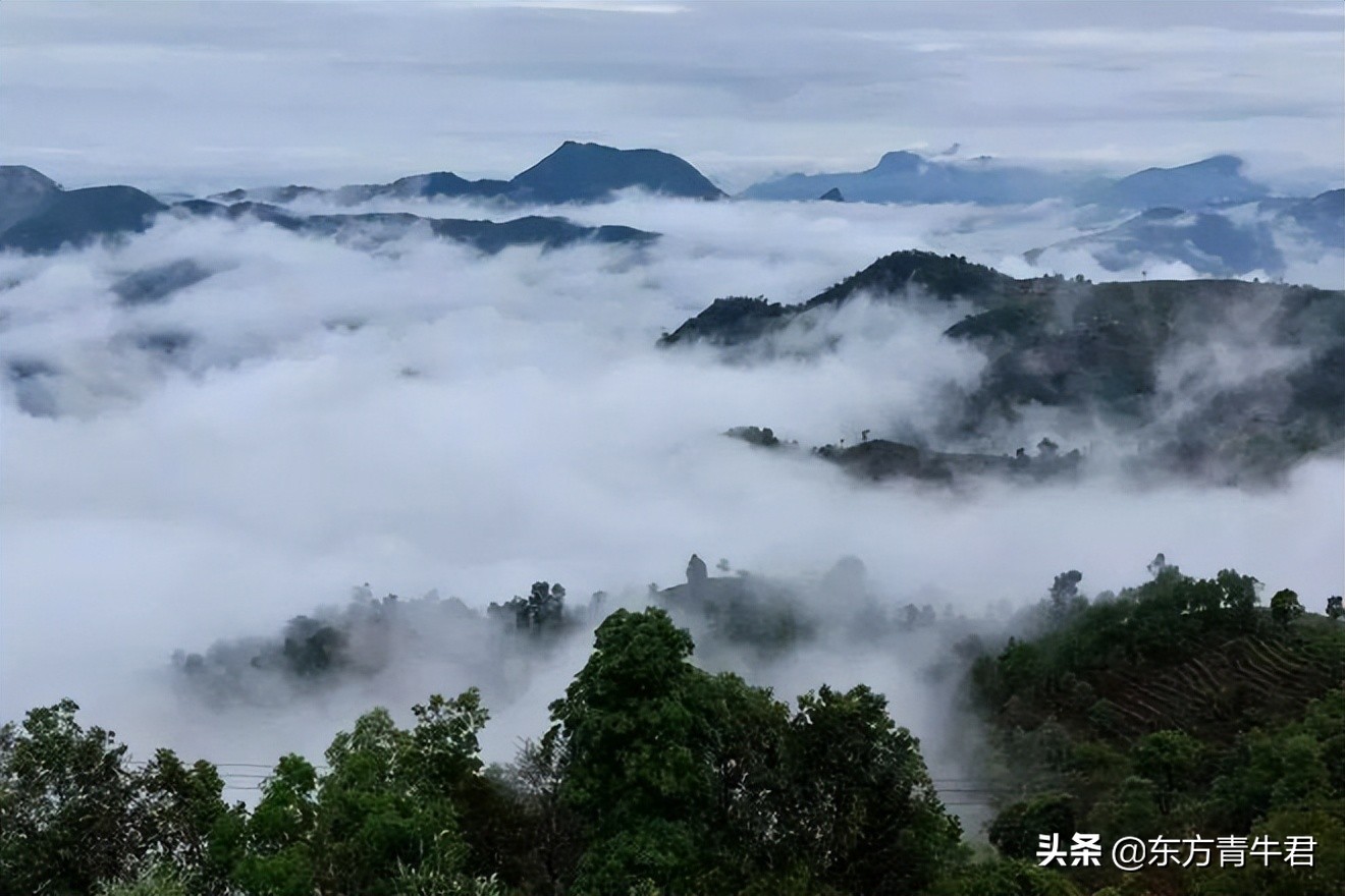 清朝时期普洱茶的历发展：从产地、制作工艺到文化传承的全面探究