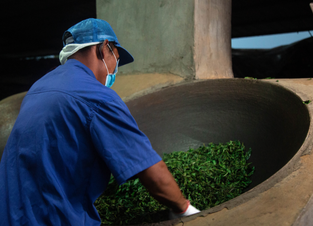 云南普洱茶：探寻各大山头寨子的茶文化与古树茶之路