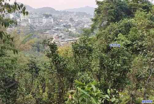 云南普洱茶文化之旅：探访刮风寨茶坪的历与魅力