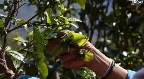 刮风寨普洱茶树龄分类：2019年价格、特点、古树树龄详解