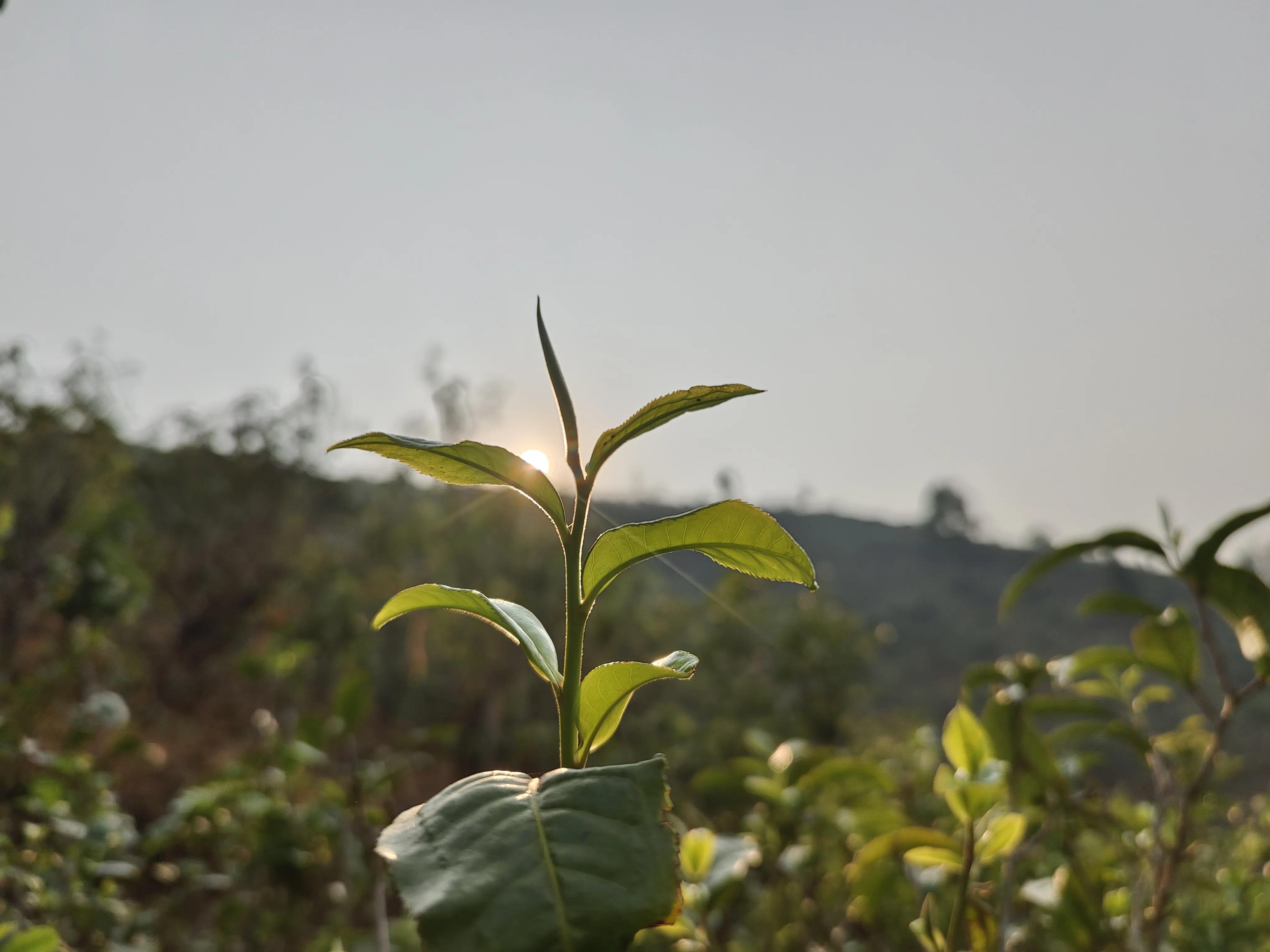 冰岛古树茶：口感特点、种类选择与饮用技巧的全面解析