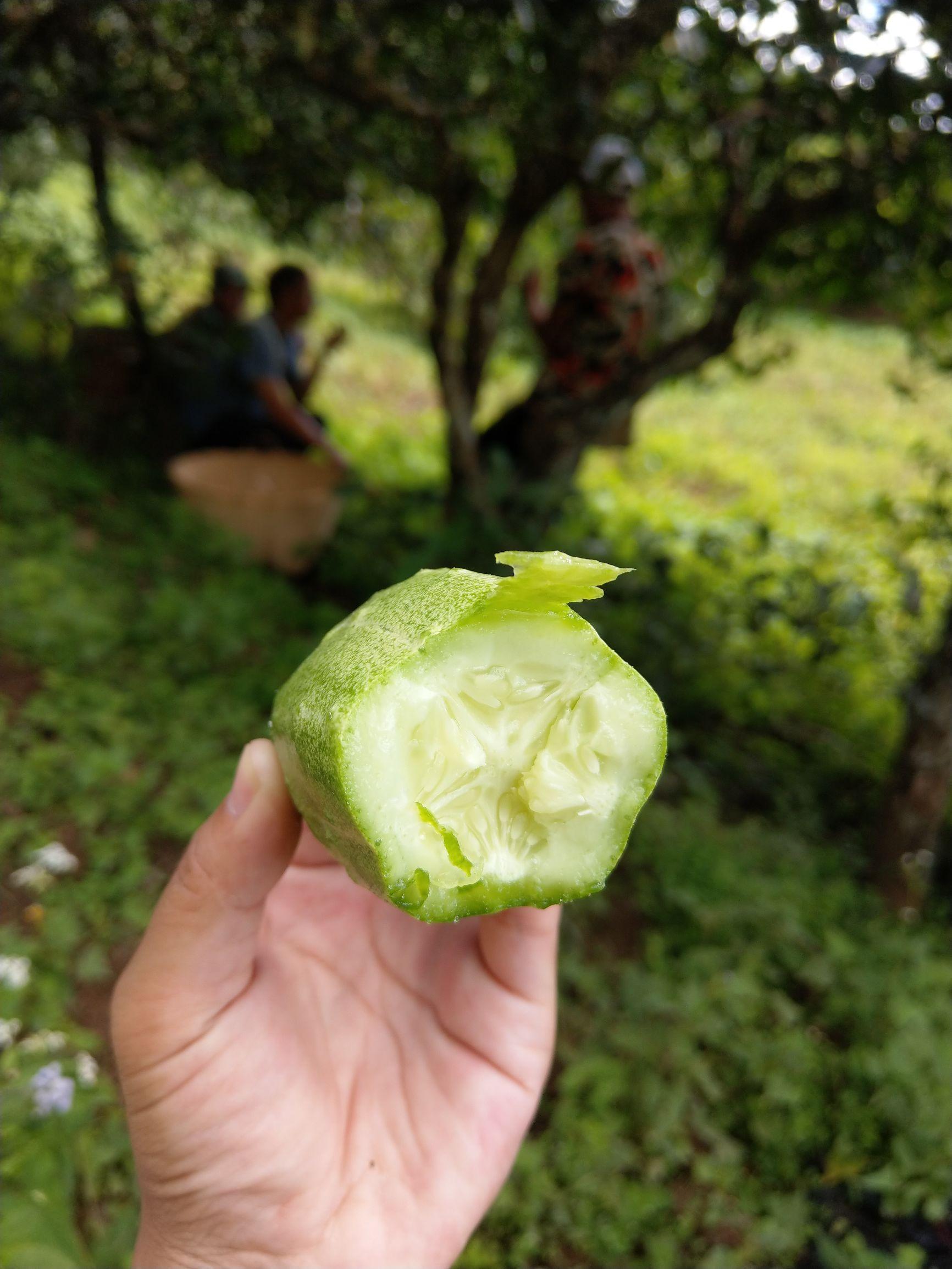 冰岛古树茶：口感特点、种类选择与饮用技巧的全面解析