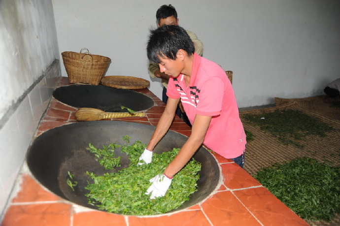 冰岛古树茶特点作用：口感、功效与简介