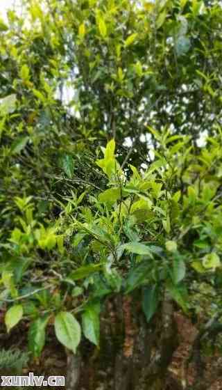 探究普洱茶中的樟香味产生原因及其对茶叶品质的影响