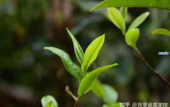 探究春茶与秋茶的差异：产地、品质、口感与风味