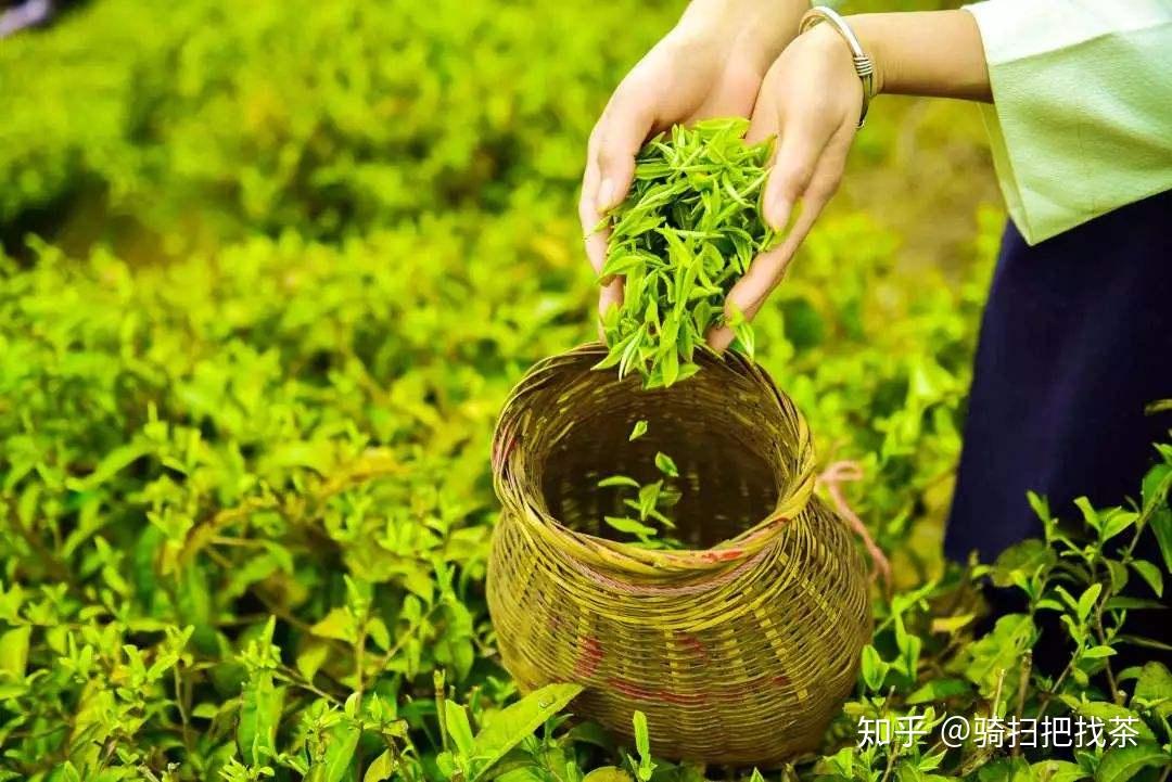 探究春茶与秋茶的差异：产地、品质、口感与风味