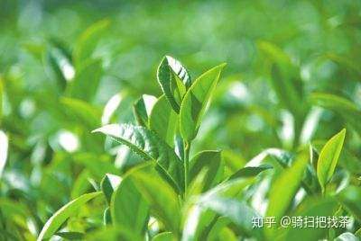 秋茶与春茶的区别和功效：哪种更好？