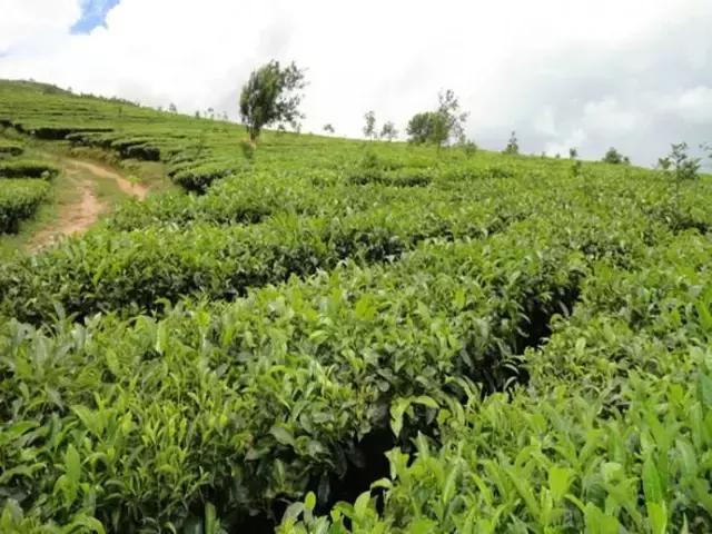 探究春茶与秋茶的独特之处：品种、品质、口感及采摘时间的比较分析