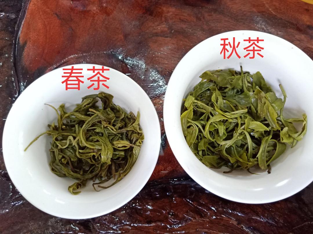 春茶与秋茶的分别