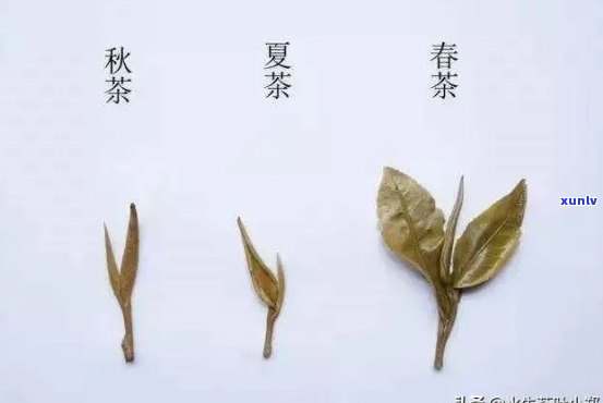 春茶与秋茶的分别