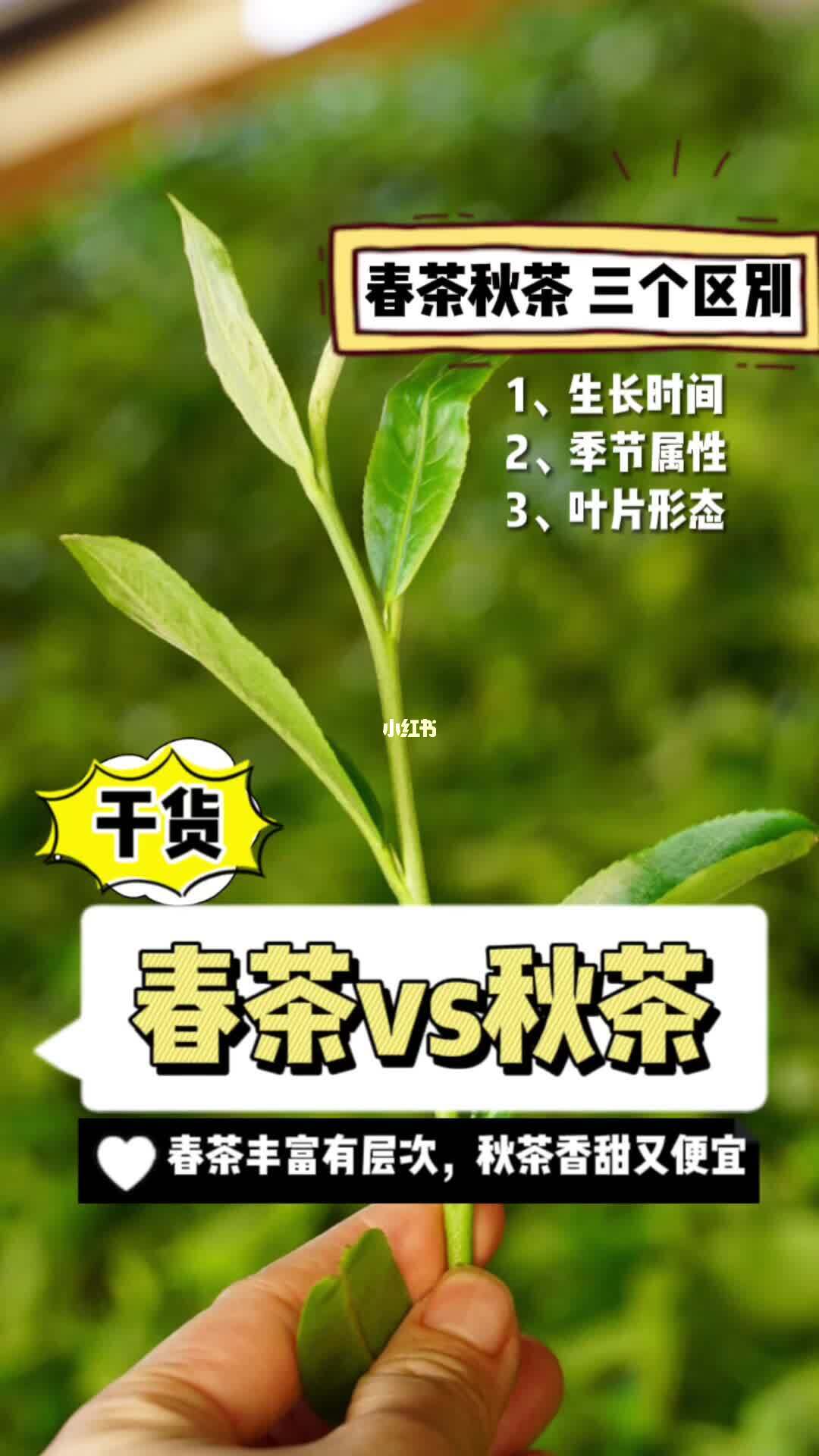 春茶与秋茶的分别