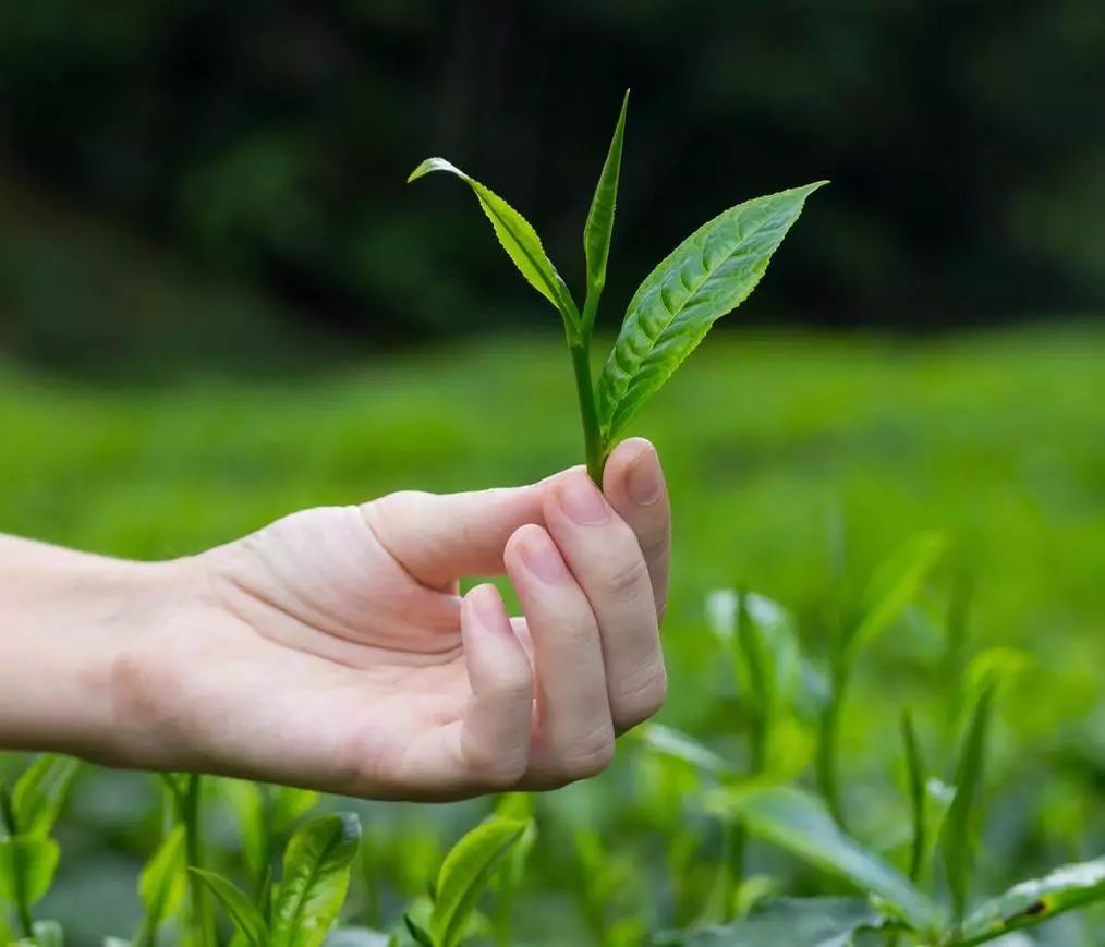 '青竹茶的功效与作用是什么' - 探索青竹茶的特性与益处