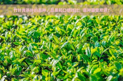 青竹茶的全面解读：品种、产地、功效与制作方法