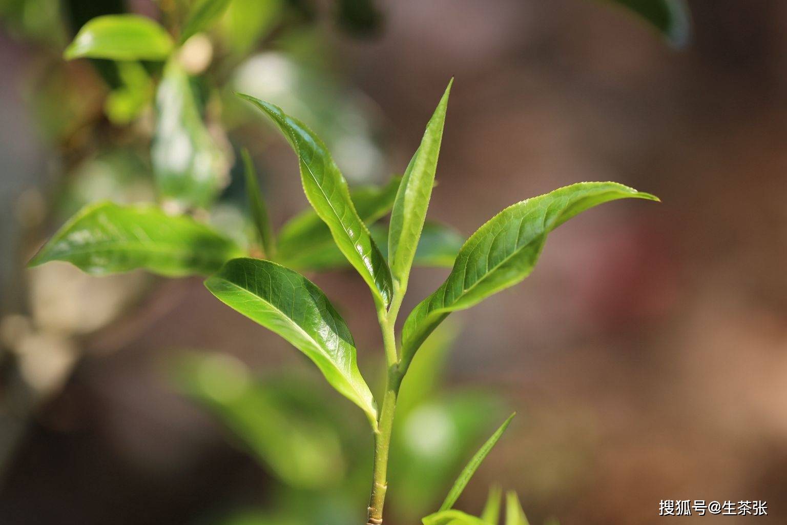 云南普洱春天的细嫩茶芽，香醇口感令人醉