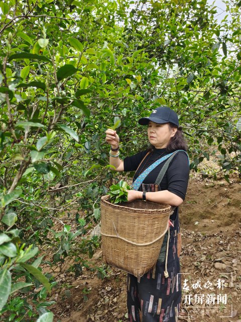 云南春茶品种及价格，采摘时间和上市月份确定，品质优良。