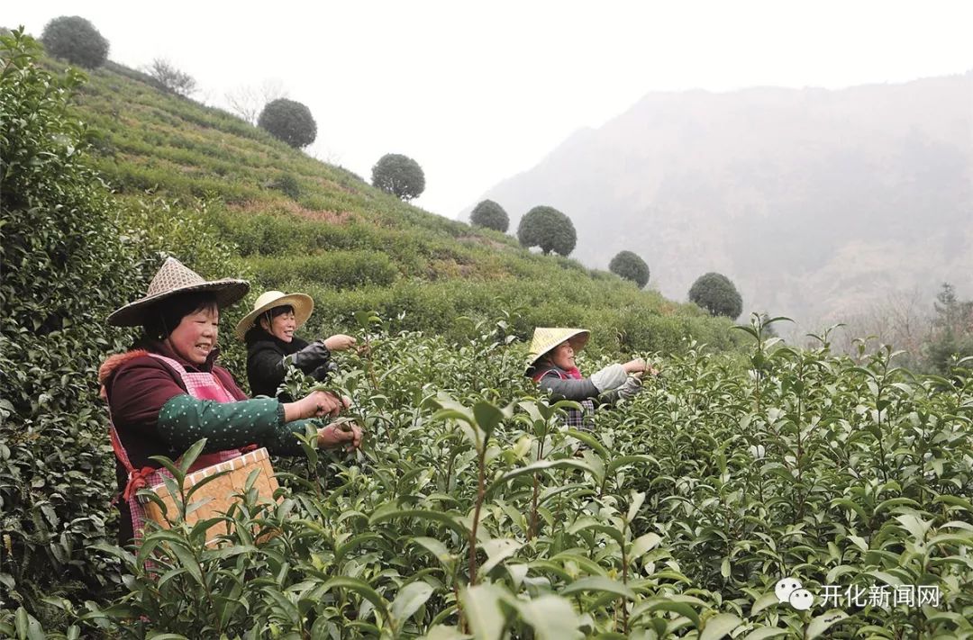 云南春茶品种及价格，采摘时间和上市月份确定，品质优良。