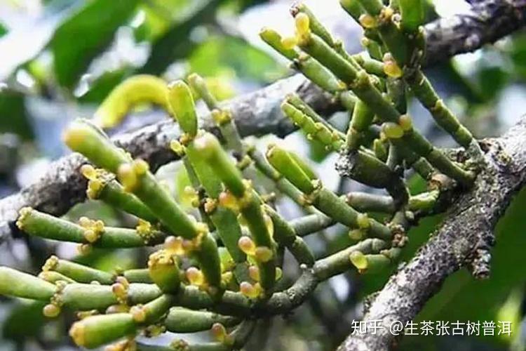 仲叶与普洱茶的完美结合：全面解析它们的功效、泡法与适用人群