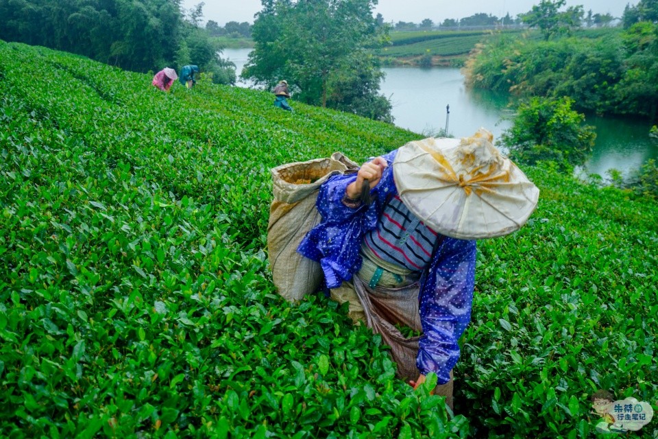 北京地区知名的普洱茶生产企业大全