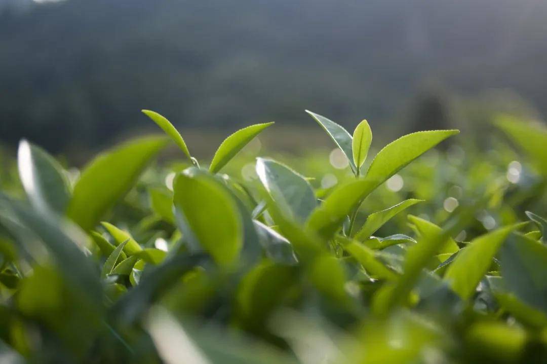 雀茶叶： 香韵浓，自然之选