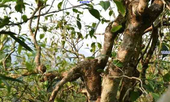 普洱茶树种选择：哪种树种更适合制作普洱茶？