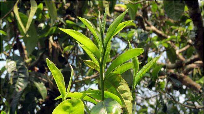 普洱茶树种选择：哪种树种更适合制作普洱茶？