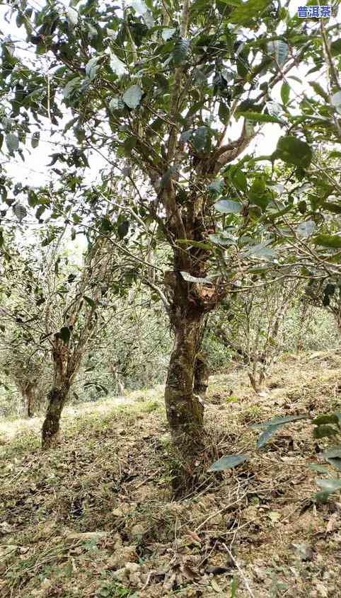 '探究普洱茶根的药用价值：从科学角度解析其功效与作用'