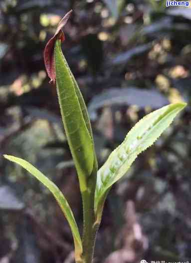 一芽两叶的茶叶：茶类和类型的解答