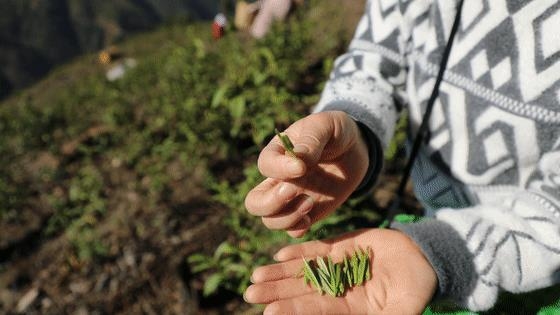 一芽两叶茶叶品种解析：了解这种茶的分类、制作工艺和口感特点