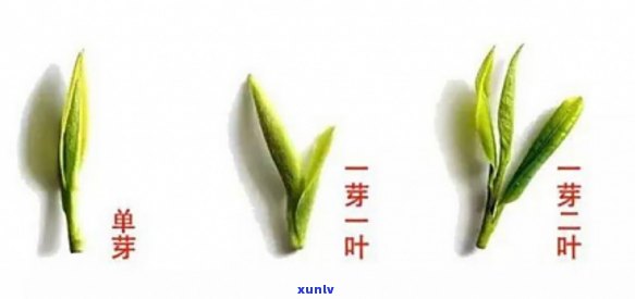 一芽两叶的茶叶是什么茶