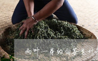 一芽两叶的茶叶是什么茶