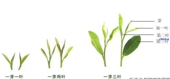 一芽两叶的茶叶是什么茶