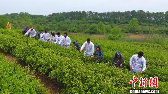 中国茶叶平台：精选茶叶，扬茶文化，提供专业服务