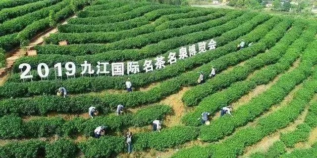 中国茶叶平台：精选茶叶，扬茶文化，提供专业服务