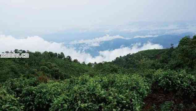 为什么普洱茶分山头