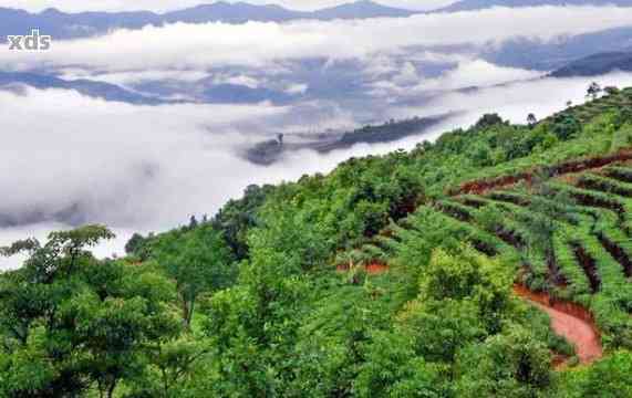 为什么普洱茶分山头