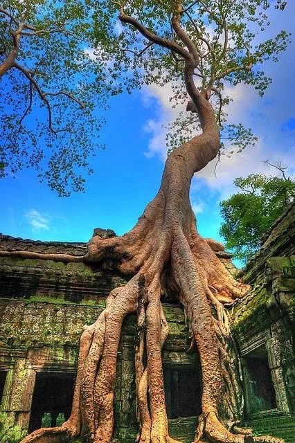 古树之魂：帕真寨纯正老寨普洱茶的故事与传承